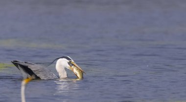Keoladeo Ulusal Parkı 'ndaki nehirde balık tutan kuşları kapatın.