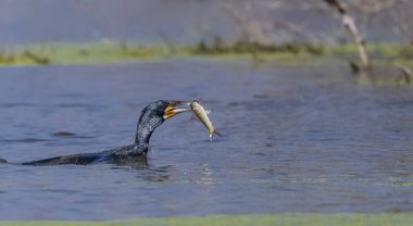 Doğulu darter (Anhinga melanogaster) ya da nehirde yılan kuşu avı.
