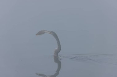 Doğulu darter (Anhinga melanogaster) ya da ormanda kış sabahı sisli bir havada nehirde yılan kuşu avcılığı.