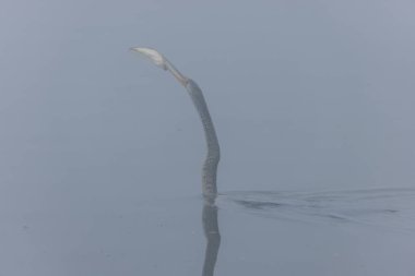 Doğulu darter (Anhinga melanogaster) ya da ormanda kış sabahı sisli bir havada nehirde yılan kuşu avcılığı.