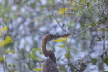 Doğulu darter (Anhinga melanogaster) ya da ormanda kış sabahı sisli bir havada nehirde yılan kuşu avcılığı.