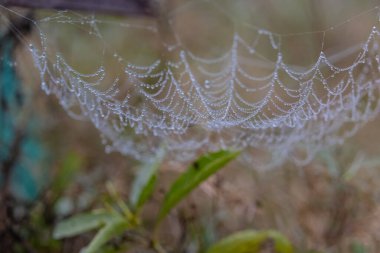 Su damlalı örümcek ağı