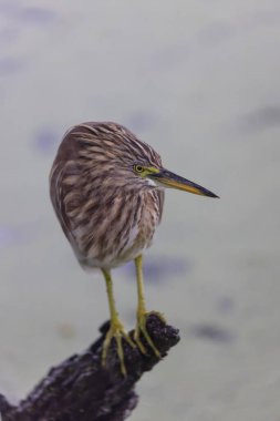 Pond Heron (Ardeola) sisli bir sabah boyunca ormanda su kenarında kuş avı.