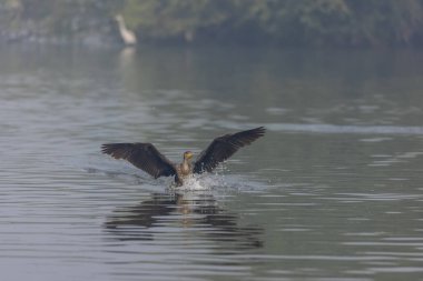 Doğulu Darter veya Hint yılan kuşu