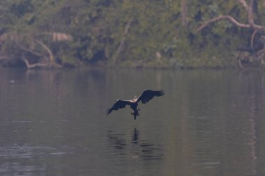 Doğulu Darter veya Hint yılan kuşu