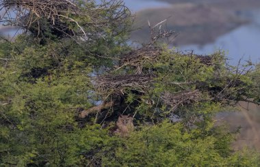 Arka planda bir kuş olan genç bir ağacın yakın çekimi.