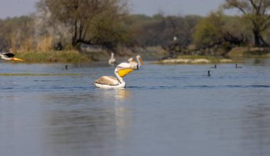 Büyük beyaz pelikan (Pelecanus onocrotalus) veya ormandaki pembe pelikan kuşu. Hindistan 'a kış mevsiminde pelikan göçü.