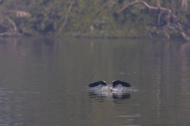 Doğulu darter (Anhinga melanogaster) ya da ormanda kış sabahı sisli bir havada nehirde yılan kuşu avcılığı.