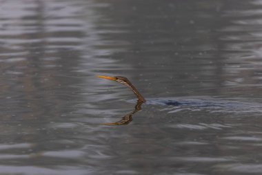 Doğulu darter (Anhinga melanogaster) ya da ormanda kış sabahı sisli bir havada nehirde yılan kuşu avcılığı.
