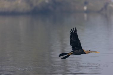 Doğulu Darter veya Hint yılan kuşu