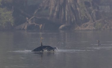 Doğulu darter (Anhinga melanogaster) ya da ormanda kış sabahı sisli bir havada nehirde yılan kuşu avcılığı.