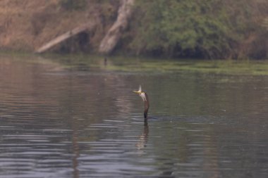 Doğulu darter (Anhinga melanogaster) ya da ormanda kış sabahı sisli bir havada nehirde yılan kuşu avcılığı.