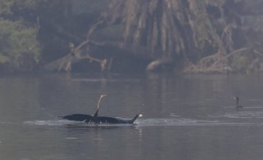 Doğulu darter (Anhinga melanogaster) ya da ormanda kış sabahı sisli bir havada nehirde yılan kuşu avcılığı.