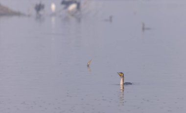 Doğulu darter (Anhinga melanogaster) ya da ormanda kış sabahı sisli bir havada nehirde yılan kuşu avcılığı.