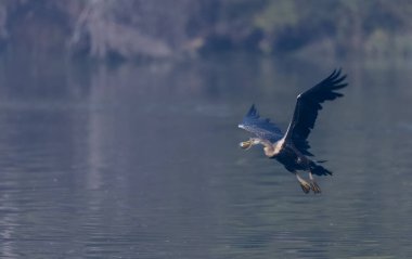 Doğulu Darter veya Hint yılan kuşu