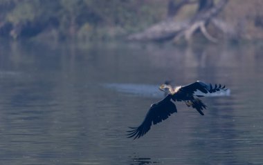 Doğulu Darter veya Hint yılan kuşu
