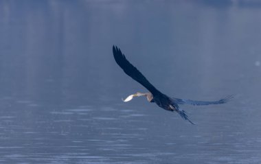 Doğulu Darter veya Hint yılan kuşu