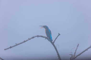 mavi - kuyruklu Kingfisher (atatatdo atdo) bir ağaç dalında oturuyor. 