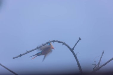 mavi - kuyruklu Kingfisher (atatatdo atdo) bir ağaç dalında oturuyor. 