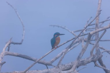 mavi - kuyruklu Kingfisher (atatatdo atdo) bir ağaç dalında oturuyor. 