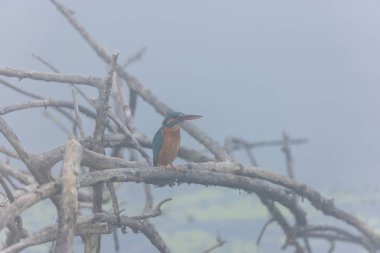 mavi - kuyruklu Kingfisher (atatatdo atdo) bir ağaç dalında oturuyor. 