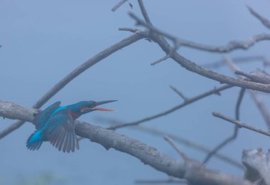 mavi - kuyruklu Kingfisher (atatatdo atdo) bir ağaç dalında oturuyor. 