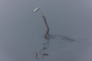 Doğulu darter (Anhinga melanogaster) ya da ormanda kış sabahı sisli bir havada nehirde yılan kuşu avcılığı.