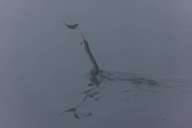 Doğulu darter (Anhinga melanogaster) ya da ormanda kış sabahı sisli bir havada nehirde yılan kuşu avcılığı.