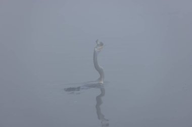 Doğulu darter (Anhinga melanogaster) ya da ormanda kış sabahı sisli bir havada nehirde yılan kuşu avcılığı.