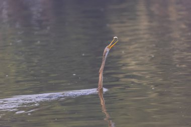 Doğulu darter (Anhinga melanogaster) ya da kış sabahı ormanda yılan kuşu avcılığı.