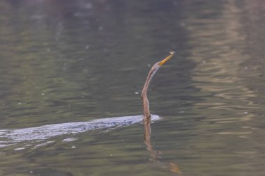 Doğulu darter (Anhinga melanogaster) ya da kış sabahı ormanda yılan kuşu avcılığı.