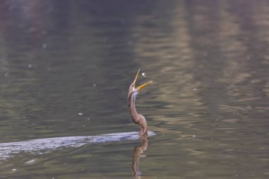 Doğulu darter (Anhinga melanogaster) ya da kış sabahı ormanda yılan kuşu avcılığı.