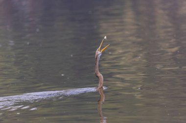 Doğulu darter (Anhinga melanogaster) ya da kış sabahı ormanda yılan kuşu avcılığı.