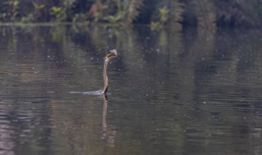 Doğulu darter (Anhinga melanogaster) ya da kış sabahı ormanda yılan kuşu avcılığı.