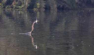 Doğulu darter (Anhinga melanogaster) ya da kış sabahı ormanda yılan kuşu avcılığı.