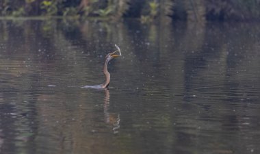 Doğulu darter (Anhinga melanogaster) ya da kış sabahı ormanda yılan kuşu avcılığı.