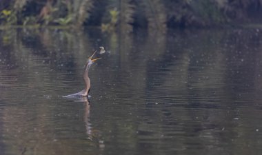 Doğulu darter (Anhinga melanogaster) ya da kış sabahı ormanda yılan kuşu avcılığı.
