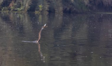 Doğulu darter (Anhinga melanogaster) ya da kış sabahı ormanda yılan kuşu avcılığı.