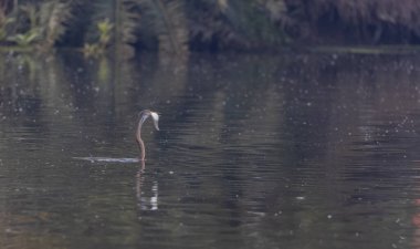 Doğulu darter (Anhinga melanogaster) ya da kış sabahı ormanda yılan kuşu avcılığı.