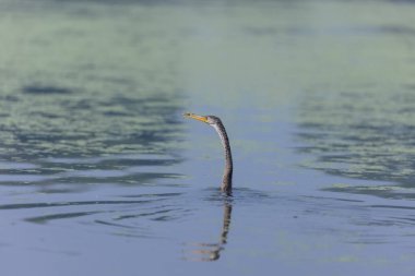 Doğulu darter (Anhinga melanogaster) ya da kış sabahı ormanda yılan kuşu avcılığı.