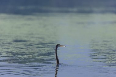 Doğulu darter (Anhinga melanogaster) ya da kış sabahı ormanda yılan kuşu avcılığı.