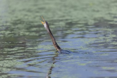 Doğulu darter (Anhinga melanogaster) ya da kış sabahı ormanda yılan kuşu avcılığı.