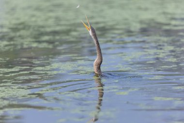 Doğulu darter (Anhinga melanogaster) ya da kış sabahı ormanda yılan kuşu avcılığı.