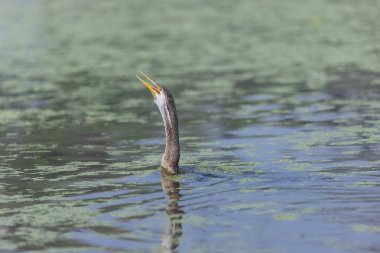 Doğulu darter (Anhinga melanogaster) ya da kış sabahı ormanda yılan kuşu avcılığı.