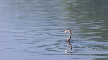 Doğulu darter (Anhinga melanogaster) ya da kış sabahı ormanda yılan kuşu avcılığı.