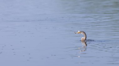 Doğulu darter (Anhinga melanogaster) ya da kış sabahı ormanda yılan kuşu avcılığı.