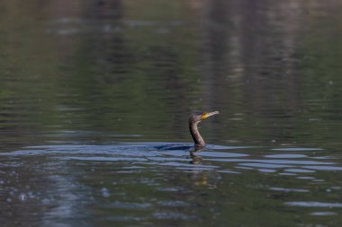 Doğulu darter (Anhinga melanogaster) ya da kış sabahı ormanda yılan kuşu avcılığı.