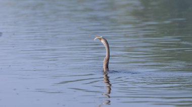 Doğulu darter (Anhinga melanogaster) ya da kış sabahı ormanda yılan kuşu avcılığı.