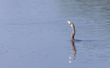 Doğulu darter (Anhinga melanogaster) ya da kış sabahı ormanda yılan kuşu avcılığı.