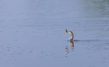 Doğulu darter (Anhinga melanogaster) ya da kış sabahı ormanda yılan kuşu avcılığı.